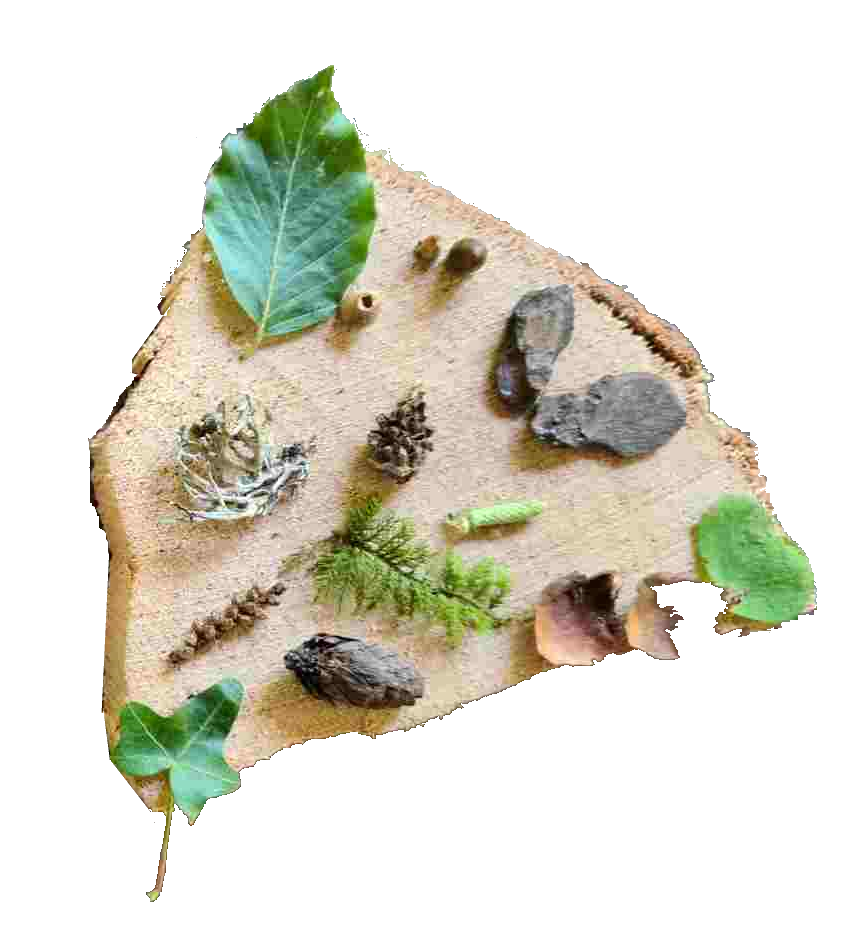 Feuilles de foret 1